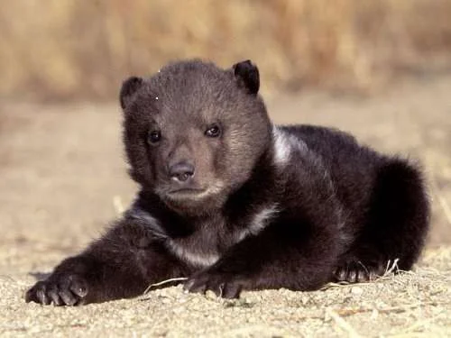 grizzly-bear-cub-1.webp