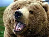 grizzly.webp
