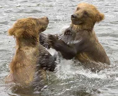 grizzlyBearCubsPlaying.webp