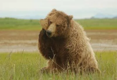grizzlyface.webp