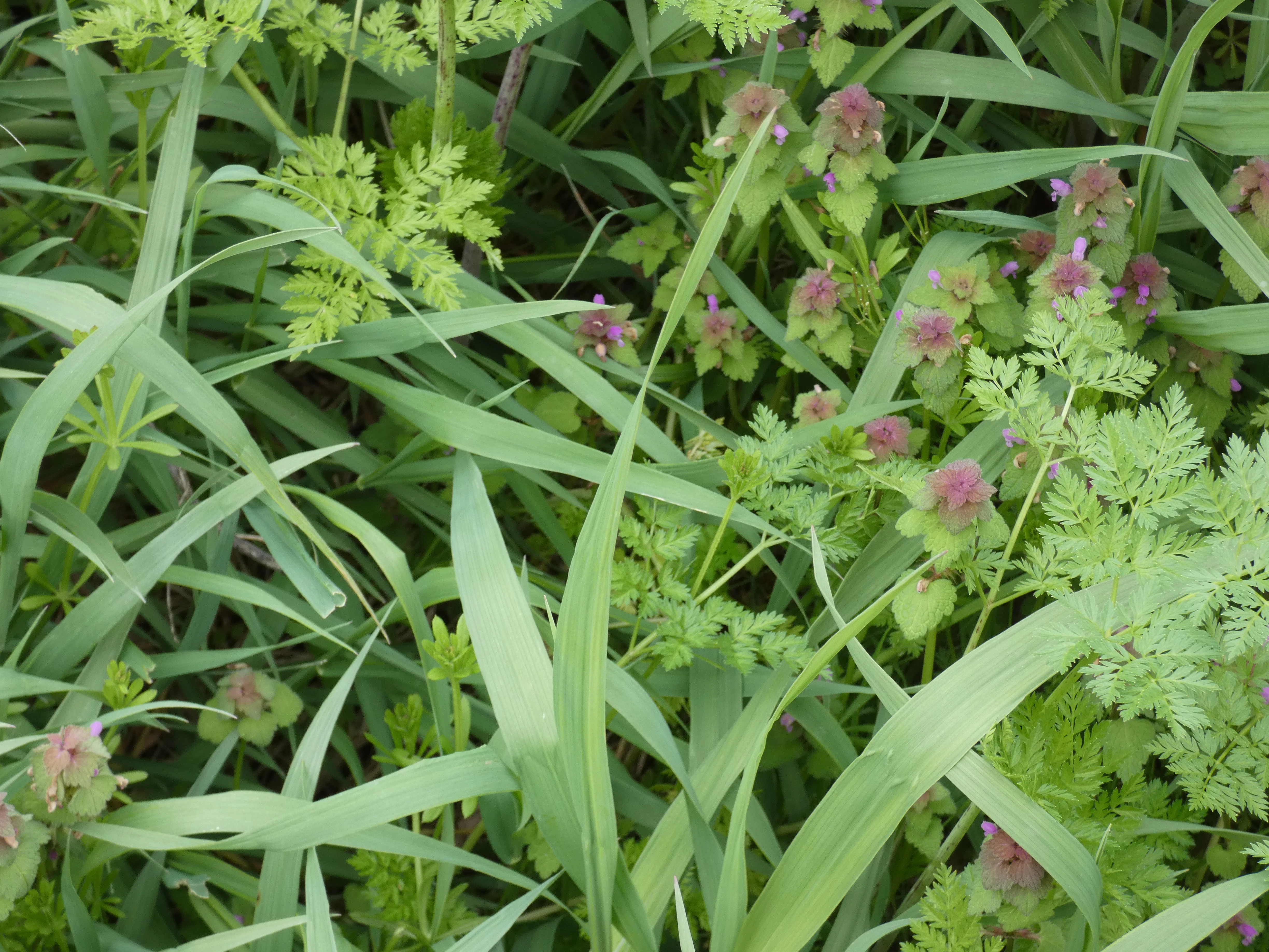 ground cover with purple flowers.webp