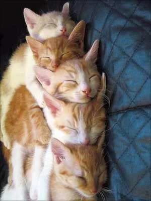 group hug cats.webp