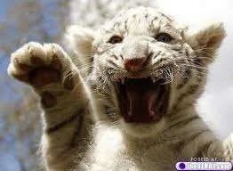 Grrrrrrrrr.webp