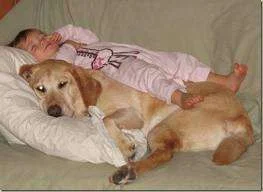 guard dog.webp