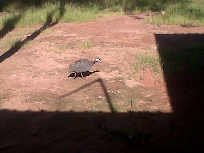 Guinea Fowl.webp