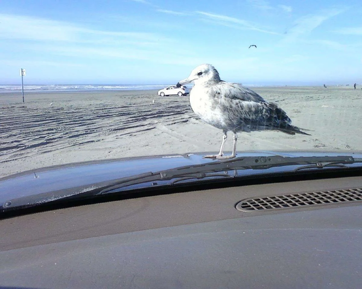 GULL ON HOOD.webp