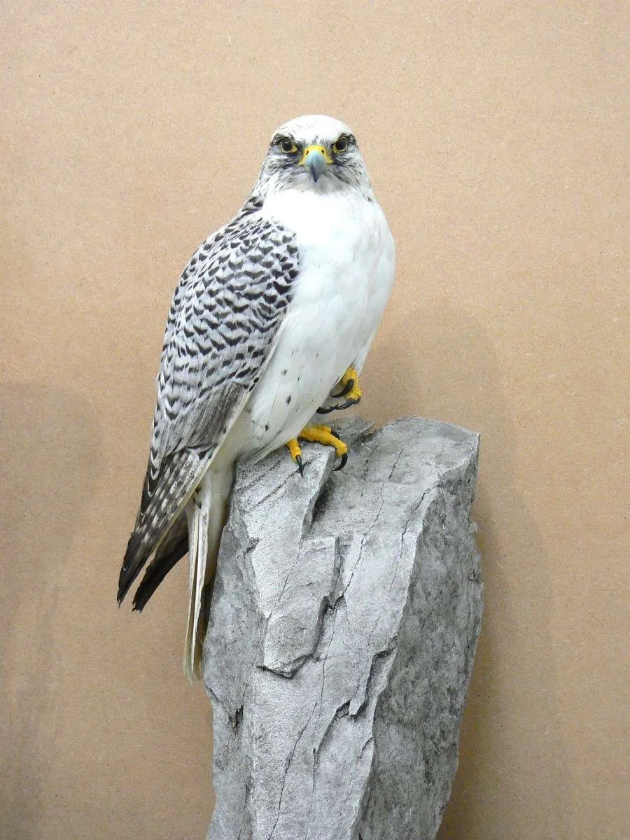 gyr017.webp