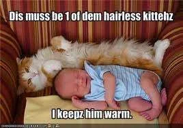 Hairless kitten.webp