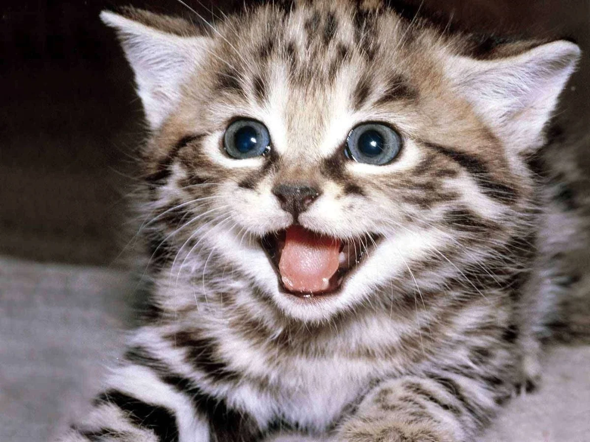 halloween-blog-kitten-2.webp