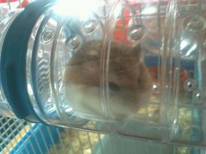 hamster.webp