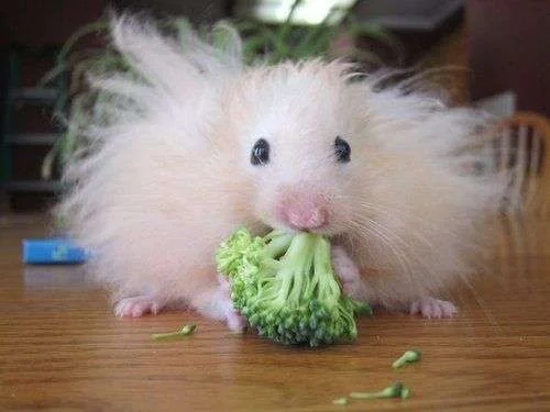 Hamster1.webp