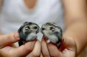 hamsters kissing.webp