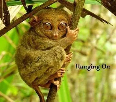 hang on.webp