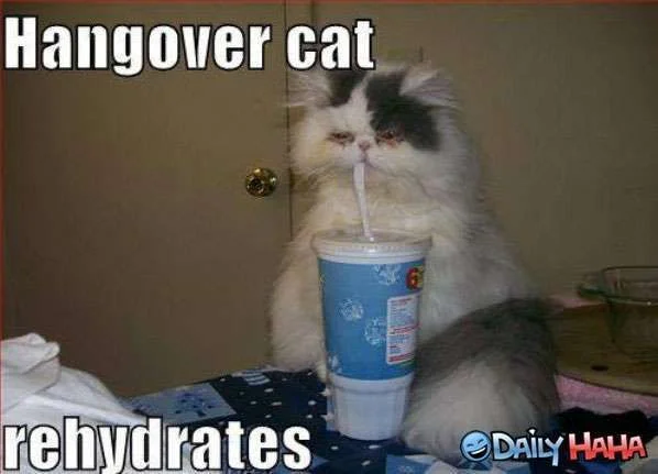 Hangover_Cat_Funny_picture.webp