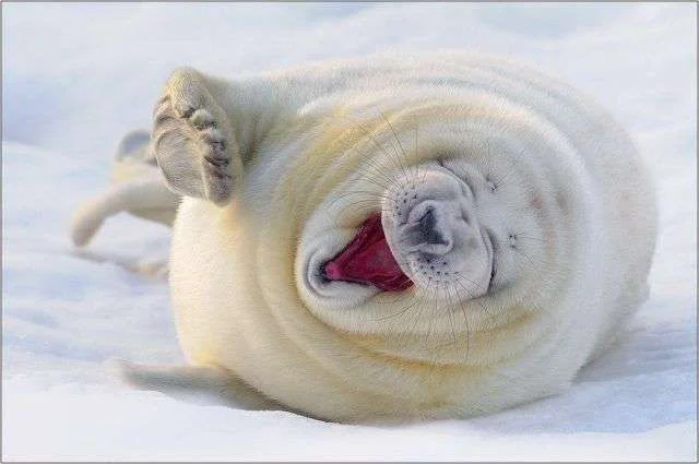 happy-animals-731.webp