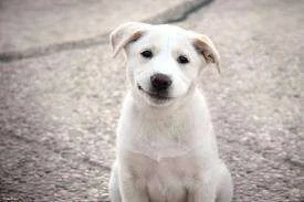 happy lab.webp