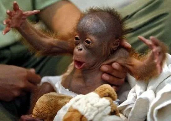 happy-monkey.webp