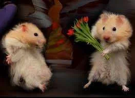 Happy Valentines Day.webp