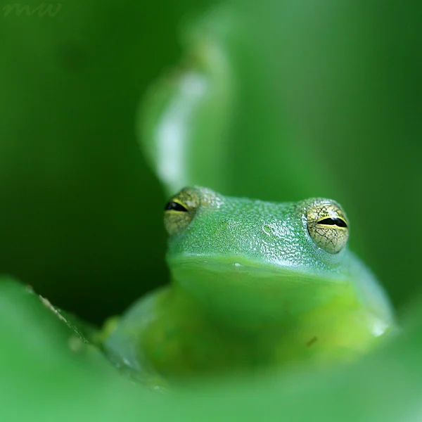 happy_frog_by_friendfrog-d36xzux.webp