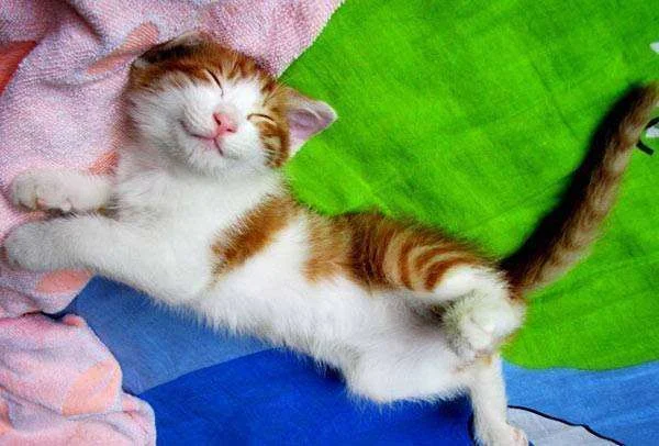 happy_to_be_alive_kitty.webp