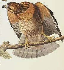 Hawk Audoban.webp