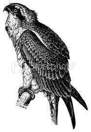 Hawk bl wh.webp