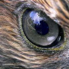 hawk eye.webp