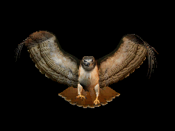 Hawk.gif