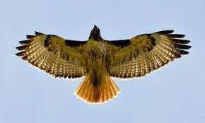 Hawk.webp