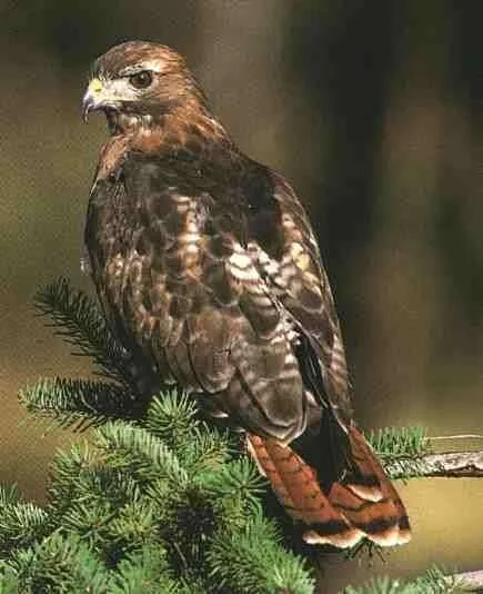 hawk.webp