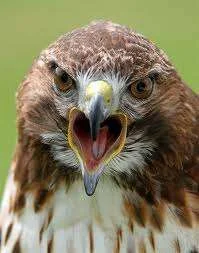 hawk2.webp