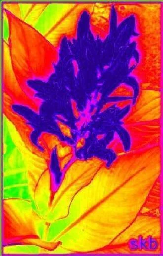 Heatmapped Red Flower.webp
