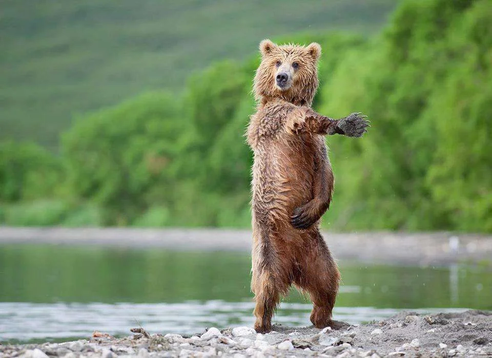 Heeeey-Macarena!.webp