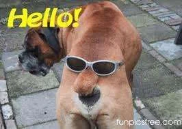Hello dog butt.webp