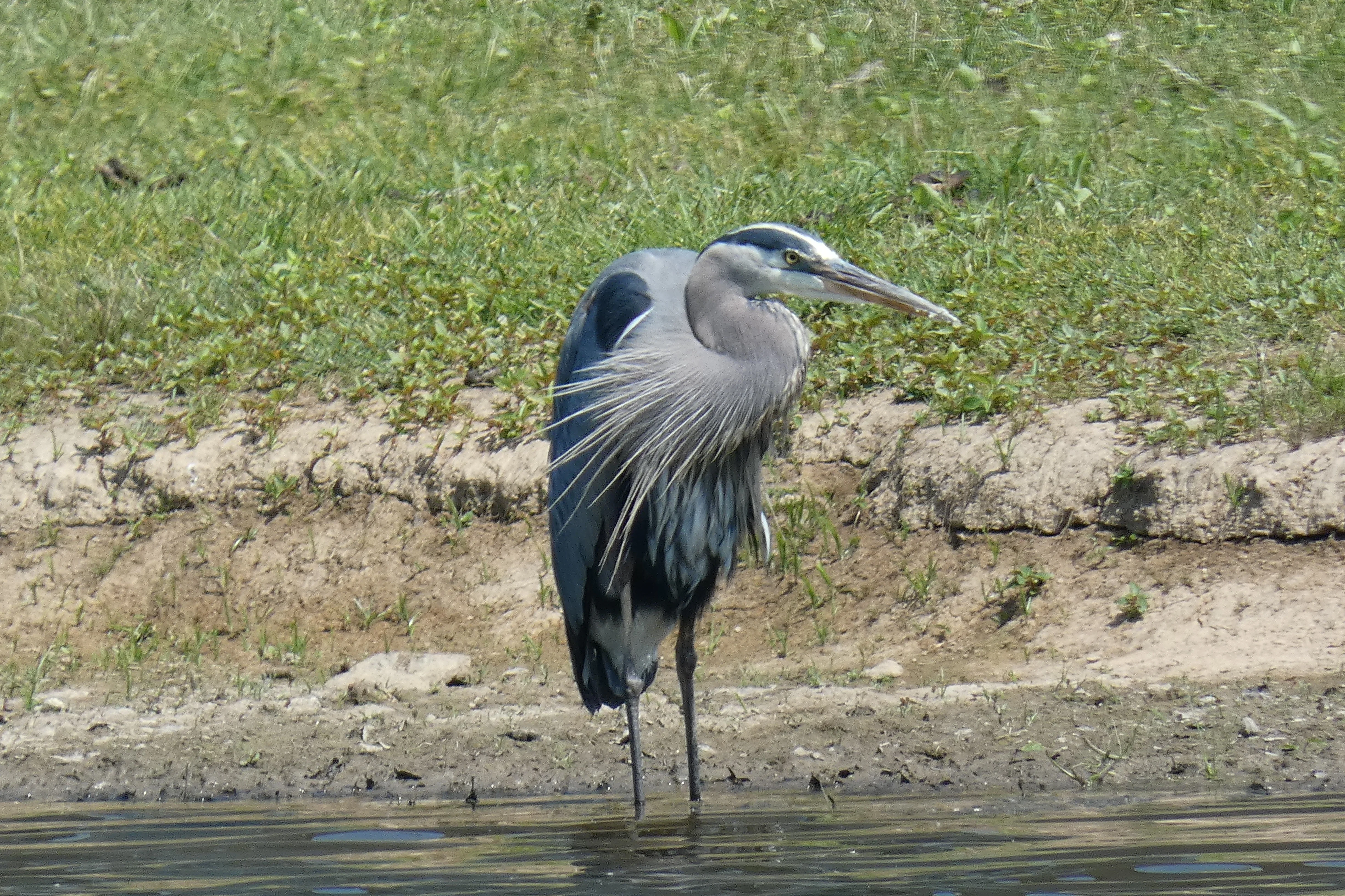 Heron 06102023.webp