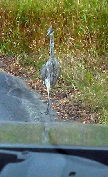 heron.webp