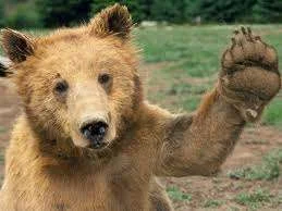 Hi Bear.webp