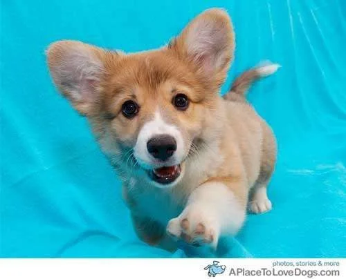 hi-im-a-pleased-happy-corgi.webp