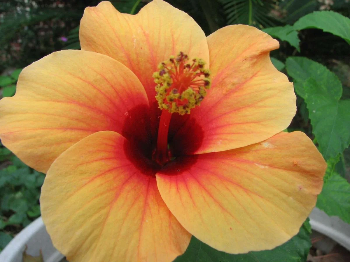 hibiscus.webp