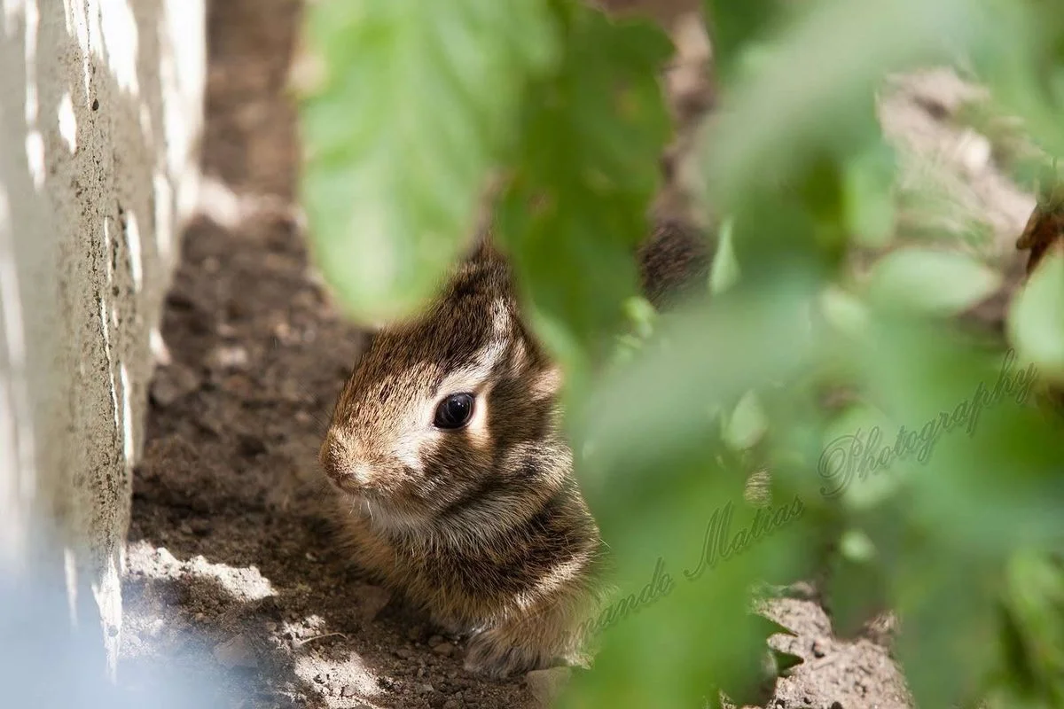 Hiding Baby Bunny.webp