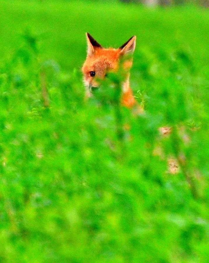 hiding-place-emily-j-photography.webp