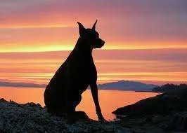 high alert at sunset.webp