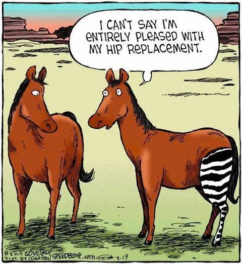 hip.webp