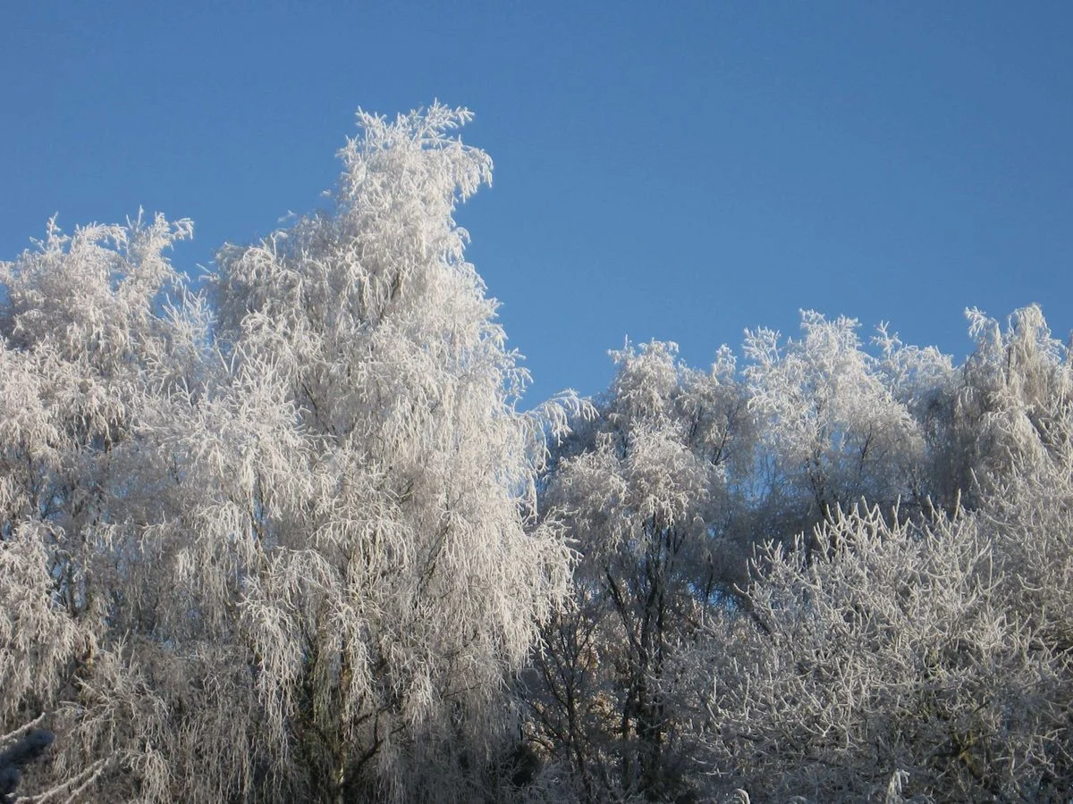 Hoarfrost trees.webp