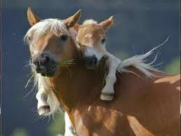 Horse and foal.webp