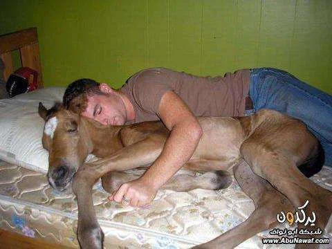 Horse Bed Hug.webp