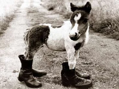 horse-boots.webp