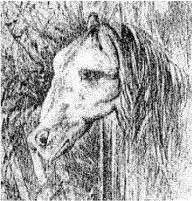 horse frog.webp