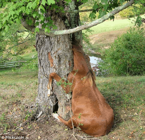 horse.gif