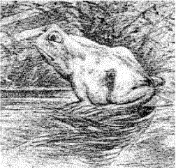horse-or-frog.gif